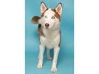 Adopt Wilma Flintstone a Siberian Husky, Mixed Breed