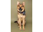 Adopt Xena a German Shepherd Dog, Mixed Breed