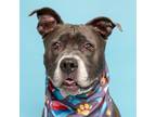 Adopt Foxy a Pit Bull Terrier, Mixed Breed