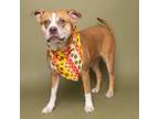 Adopt Cherry a Pit Bull Terrier, Mixed Breed
