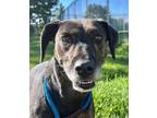 Adopt Moony a Pointer, Mixed Breed