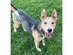 Adopt Stuffing a Siberian Husky, German Shepherd Dog