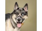 Adopt Willa a German Shepherd Dog, Siberian Husky