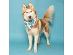 Adopt Wendy a Siberian Husky, Mixed Breed