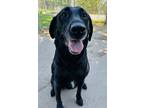 Adopt Lidy a Labrador Retriever, Mixed Breed