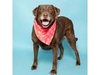 Adopt Bella a Labrador Retriever, Mixed Breed