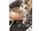 Adopt Acacia a Domestic Short Hair