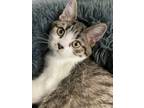 Adopt Sakura a Domestic Short Hair