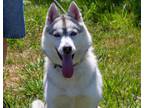 Adopt Eliza a Siberian Husky