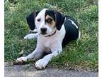 Adopt Miranda a Treeing Walker Coonhound