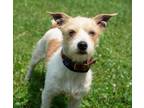 Adopt Summer a Jack Russell Terrier, Mixed Breed
