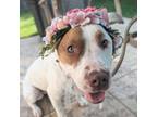 Adopt Cinderella a Terrier, Australian Cattle Dog / Blue Heeler