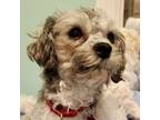 Adopt Happiness a Schnauzer, Poodle