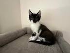 Adopt Cow Girl *IN FOSTER* a Domestic Short Hair
