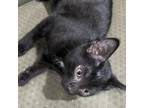 Adopt Lena a Domestic Short Hair