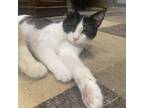 Adopt Dotty a Domestic Short Hair