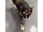 Adopt Edith a Domestic Short Hair