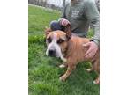Adopt Mum a Pit Bull Terrier