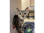 Adopt Lucille a Domestic Short Hair