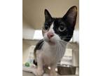 Adopt Jasmine a Domestic Short Hair