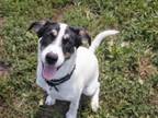 Adopt Farkle a Hound, Border Collie
