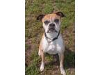 Adopt Elsie a Boxer
