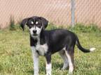 Adopt Yahtzee a Siberian Husky, Beagle