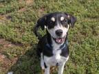 Adopt Mahjong a Hound, Border Collie