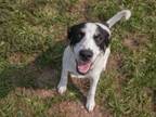 Adopt Sorry! a Hound, Border Collie