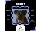 Adopt Ebony a Shepherd, Mixed Breed