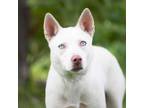 Adopt Glacier a Husky