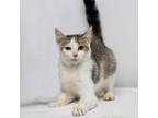 Adopt Brownie a Domestic Short Hair