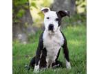 Adopt Suzan a Pit Bull Terrier