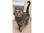 Adopt Appt. Pending - Evie a Domestic Short Hair, Torbie