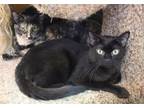 Adopt Michael (Sponsored) a Domestic Shorthair / Mixed (short coat) cat in