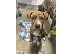 Adopt Ella a Boxer, Mixed Breed
