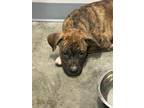 Adopt Nina a Boxer, Mixed Breed