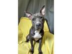Adopt Basil a Pit Bull Terrier