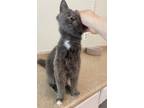 Adopt Bo Peep a Domestic Medium Hair