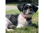 Adopt Dolly a Shih Tzu