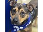 Adopt Puma a Beagle, Rat Terrier