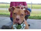 Adopt Evangeline a Pit Bull Terrier