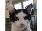 Adopt Radish a Domestic Short Hair