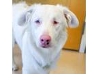 Adopt Fairy a Australian Shepherd, Labrador Retriever