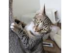 Adopt Rainbow Brite a Domestic Short Hair