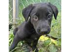 Adopt Haley a Shepherd, Labrador Retriever