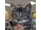 Adopt Gertie a Domestic Short Hair