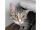Adopt Strawberry Shortcake a Domestic Short Hair