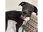 Adopt Hadley a Mixed Breed