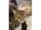 Adopt Ardemis a Domestic Short Hair, Tabby
